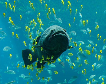 cá mú khổng lồ