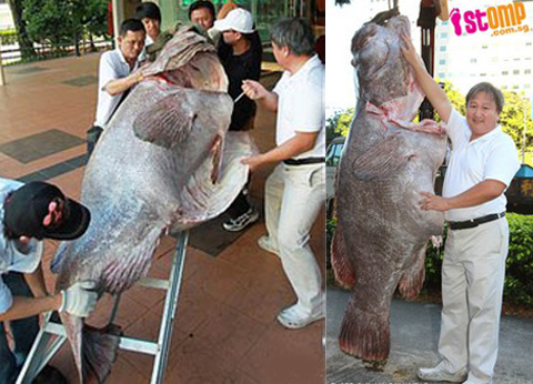 cá mú, cá mú khổng lồ