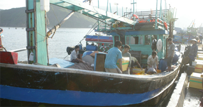 cá ngừ cập cảng