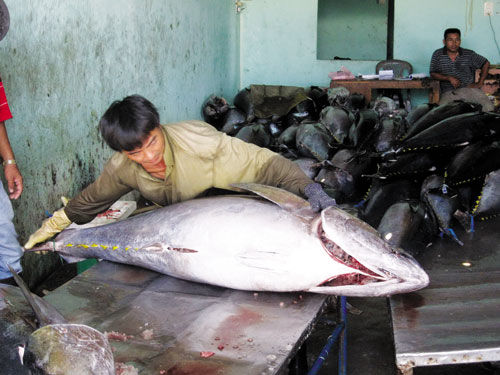 cá ngừ đại dương