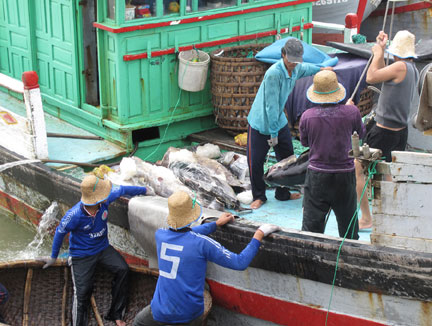 cá ngừ đại dương