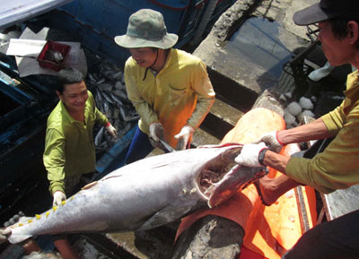 cá ngừ đại dương