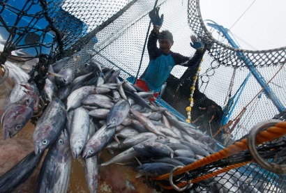cá ngừ Indonesia