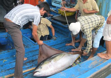 Cá ngừ khai thác