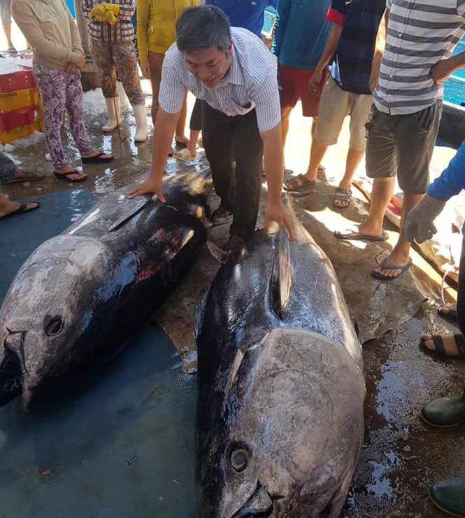 Câu được thêm nhiều cá ngừ đại dương “khủng”