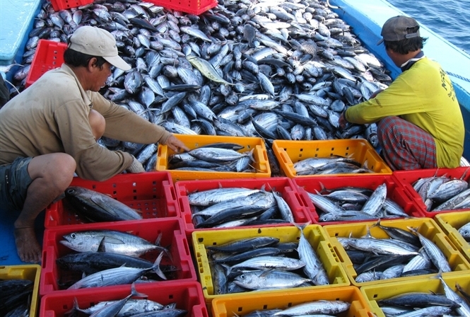 cá ngừ sọc dưa