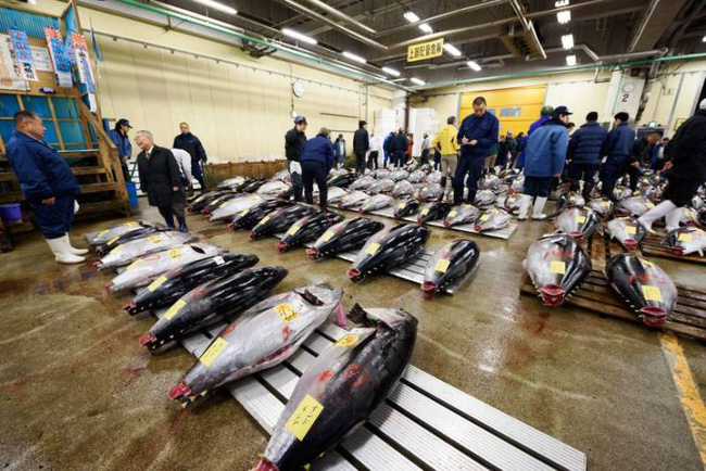 Cá ngừ tăng giá, ngành sushi Nhật Bản lao đao