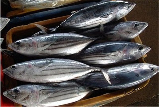 cá ngừ vằn