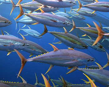 Cá ngừ vây vàng - Ảnh WWF