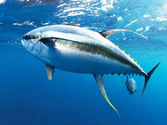 Tại sao cá ngừ có thể có lượng hóa chất gấp 36 lần so với các loại khác?