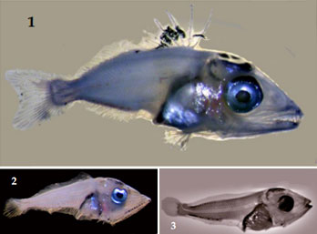 Giai đoạn ấu ngừ cá ngừ: 1. cá ngừ vây xanh, 2. cá ngừ albacore, 3. cá ngừ viên đạn