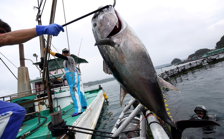 Đại học Kinki Nhật: dẫn đầu trong cuộc cách mạng nuôi trồng thủy sản