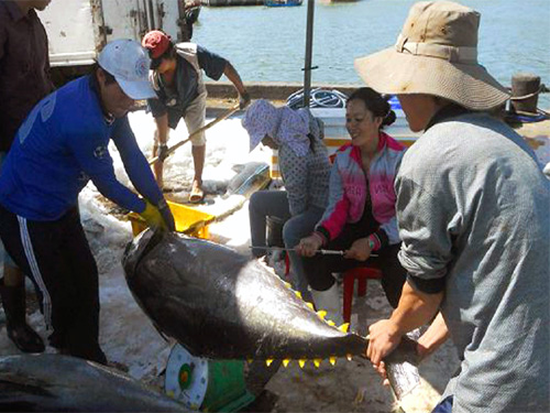 cá ngừ xuất khẩu