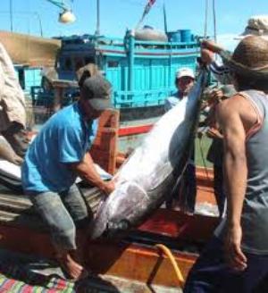 Khánh Hòa: Giá cá ngừ đại dương giảm mạnh