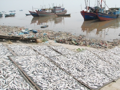 Cá nục được phơi ngay cạnh nơi bãi rác ở xã Ngư Lộc ( Hậu Lộc, Thanh Hóa).