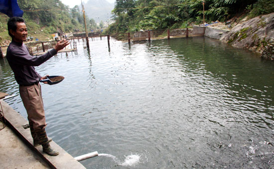 Lào Cai là tỉnh có tiềm năng phát triển cá nước lạnh.