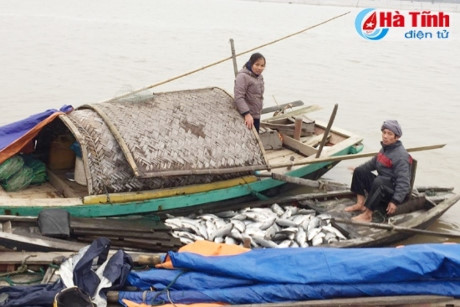 cá nuôi lồng bè chết