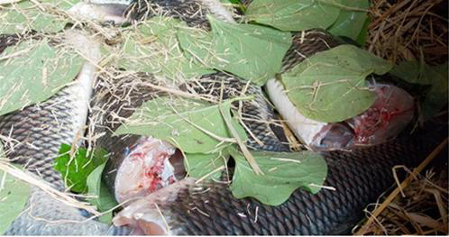 cá sống, cá đã làm sạch