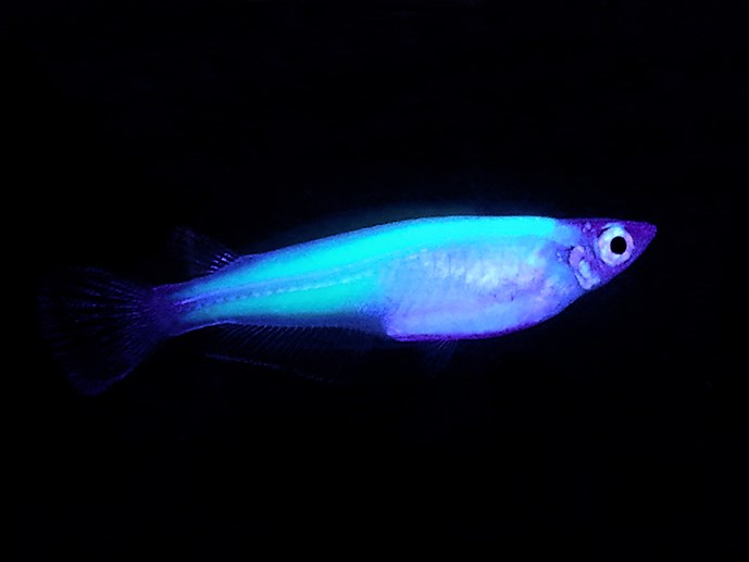 cá phát sáng