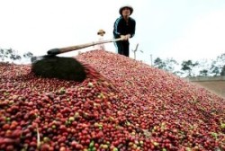 Cà phê đạt được sự tăng trưởng mạnh cả về lượng và giá trị
