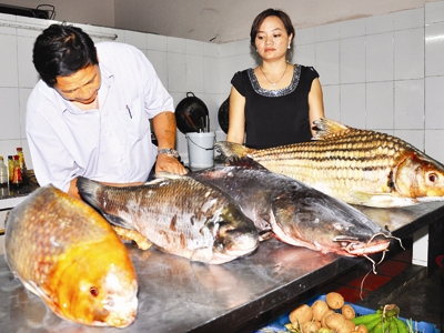 4 con cá quý trên sông Srepok trong 1 “bếp nướng” ở Tây Nguyên.