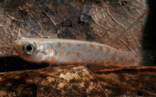 Cá rivulus