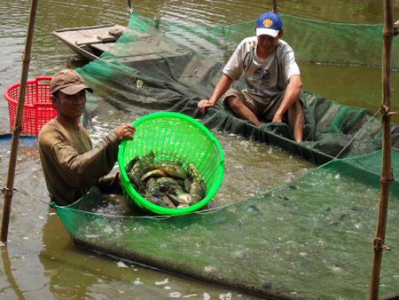 cá rô đầu vuông