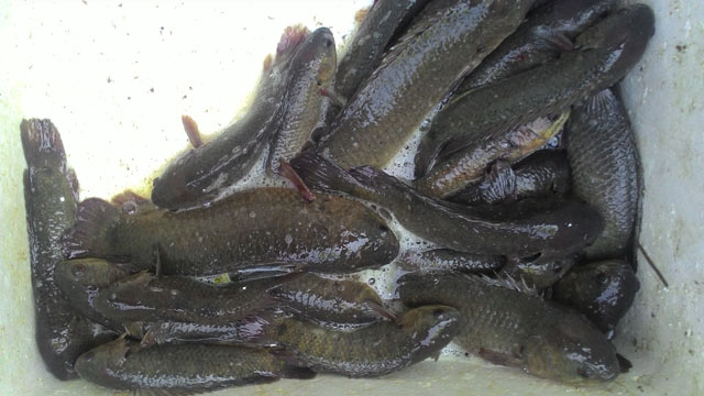 cá rô đầu vuông