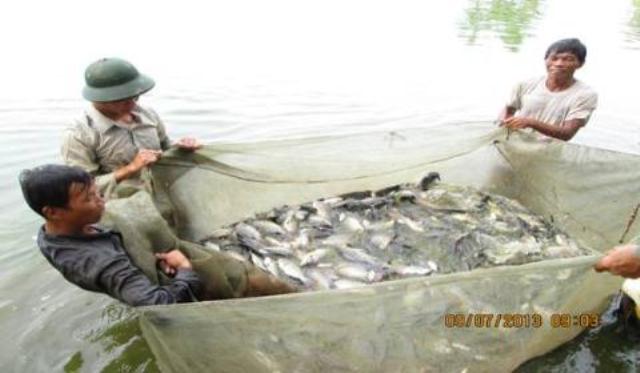 cá rô phi Đài Loan