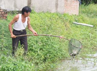 Cá rô phi chết nhiều do nắng nóng