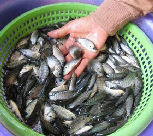 cá rô phi đơn tính