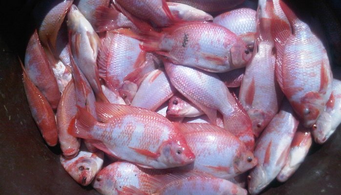 khả năng chịu mặn của cá rô phi