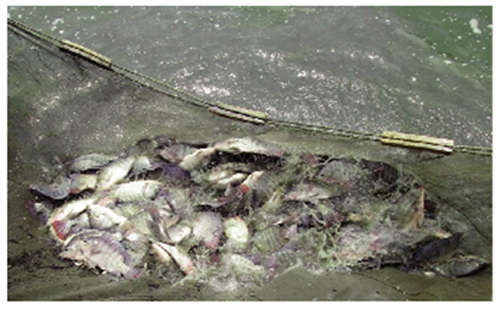 Nuôi cá rô phi lai