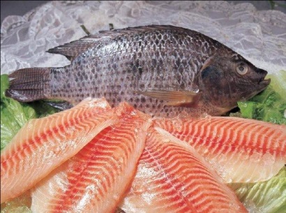 cá rô phi