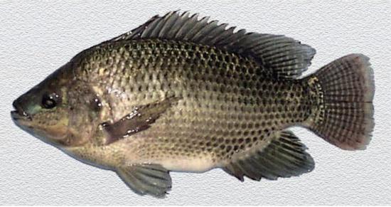 Mẹo giúp vật nuôi lớn nhanh, không dùng kháng sinh