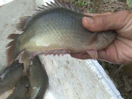 ​Do tin đồn, cá rô đầu vuông một thời gian không thể tiêu thụ được.