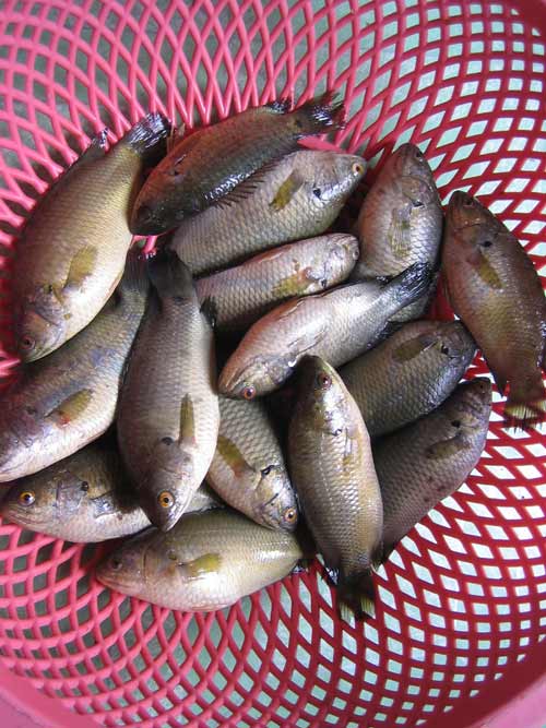 cá rô