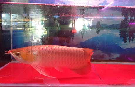 cá rồng huyết long