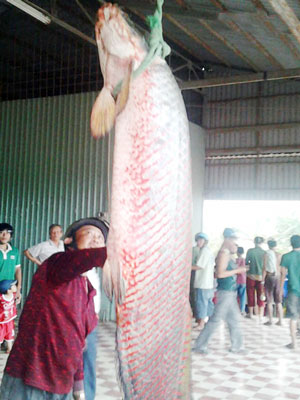 Dù được thả vào bể ô-xy nhưng con cá nặng gần 60kg, dài 1,8m đã chết