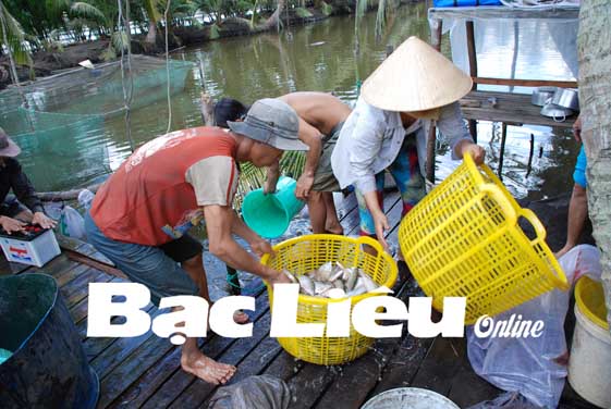 cá sặc rằn