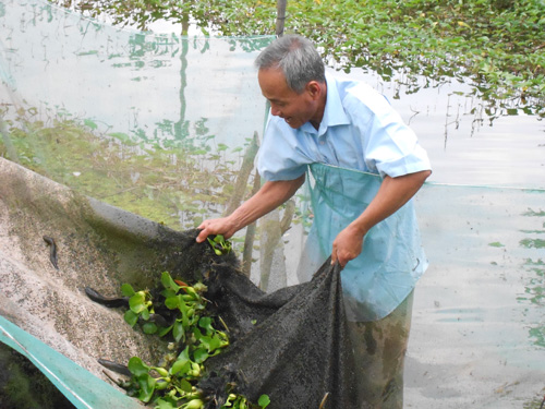 cá sặc rằn