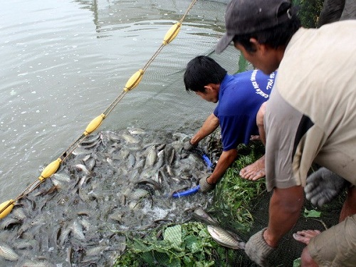 Cá sặc rằn giảm 8.000 đồng/kg, người nuôi khổ sở bắt cá... nhịn ăn