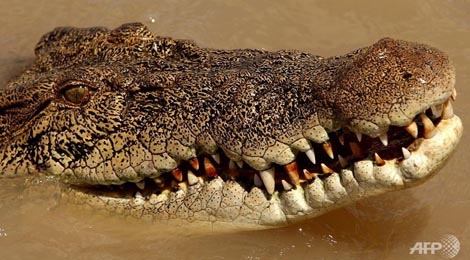 cá sấu ăn thịt người, cá sấu Indonesia