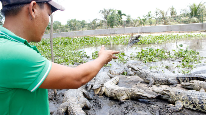 cá sấu bố mẹ