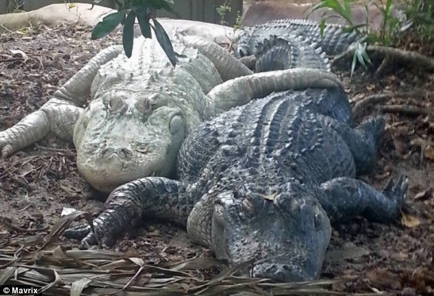 Cá sấu đực không cần bơm căng dương vật trước giao phối vì “cậu nhỏ” của chúng luôn ở trạng thái “giương nòng”, ẩn giấu bên trong cơ thể.