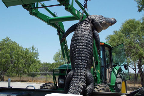 Chú cá sấu khổng lồ dài 4,26 mét, nặng 363 kg, được đưa lên xe ủi. Ảnh: AP.