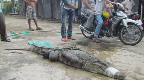 ca sau song chuong tim lai