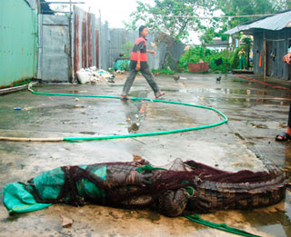 cá sấu xổng chuồng