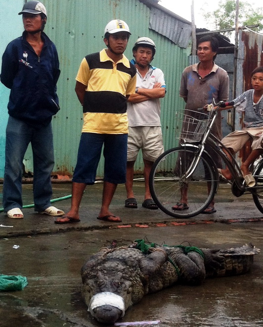 bắt cá sấu sổng chuồng