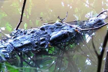 Con cá sấu nổi lên trong vườn của ông Trạng vẫn chưa bắt được